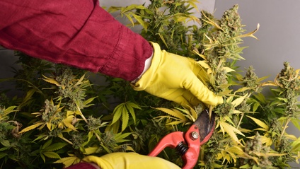 Product image for Cannabis Cultivation Training