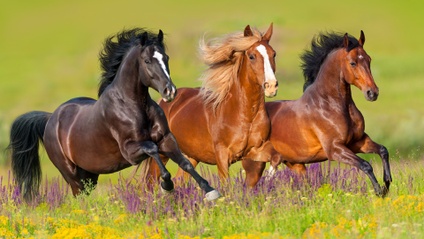 Product image for Horse Consults - In Person or Remote