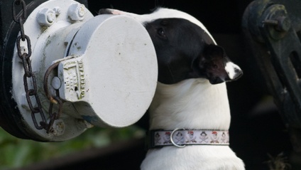 Product image for Essential Scentwork Skills