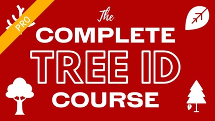 Product image for The Complete Tree ID Course - PRO