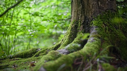 Product image for Apply geospatial web tools to large scale forest planning