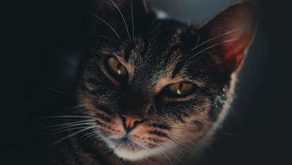 Product image for NestJS Fundamentals