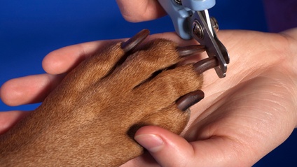 Product image for Entraînement aux soins coopératifs (medical training)