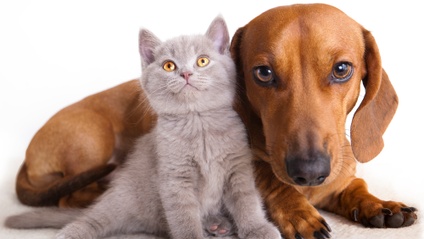 Product image for Pet Loss Specialist ~ Level 1
