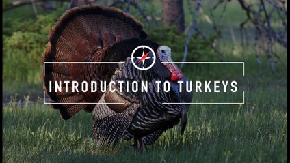 Product image for Learn To Hunt Turkeys