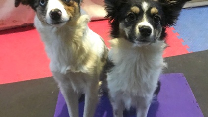 Product image for Preparing Your Puppy for Performance:  Focus, Fitness, Connection, Cues and Rules