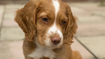Product image for Puppy Scentwork