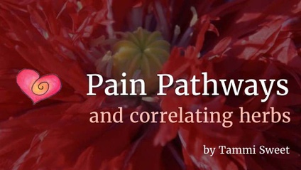 Product image for Pain Pathways and the Correlating Herbs