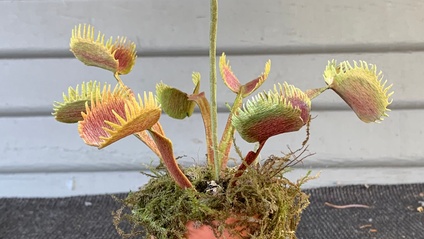 Product image for Venus Fly Trap