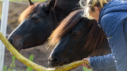 Product image for EATIC - Equine Assisted Trauma Informed Care | Level 1:2 | The Theoretical Framework