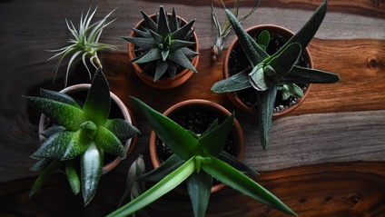 Product image for Store Patio Tropical Plants Over the Winter (56mim)
