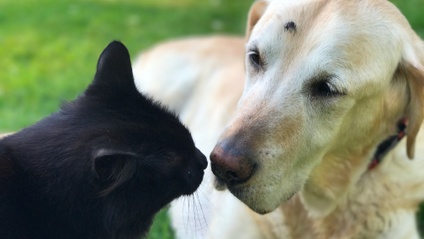 Product image for Dog, Cat & Other Consults - In Person or Remote