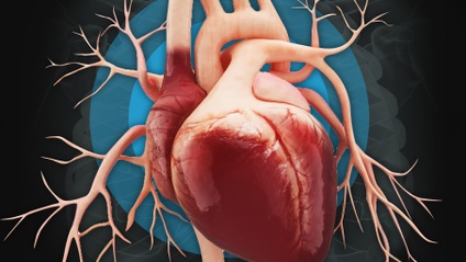Product image for ANATOMY & PHYSIOLOGY