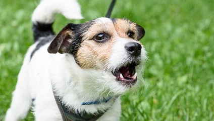 Product image for Comment aider son chien réactif