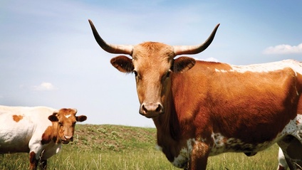 Product image for Manipuladores de Alimentos de Texas