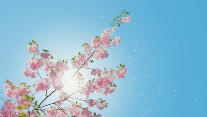 Product image for Safety with Essential Oils in Chinese Medicine