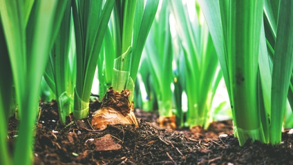 Product image for Introducing Household Food Security Design