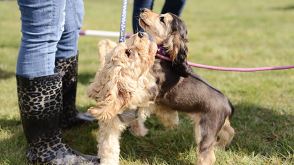 Product image for Our Social Club for puppies & dogs...