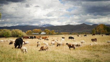 Product image for 103: Tools to Manage Ecosystem Processes
