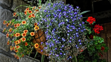 Product image for All about Growing Annuals (79min)