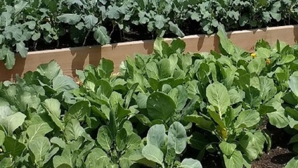 Product image for The art of food gardening