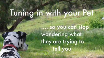 Product image for Tuning In with your Pet