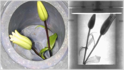 Product image for Study Heterogeneous Shale Rocks by Simultaneous Neutron/X-ray Imaging & Small-Angle Scattering