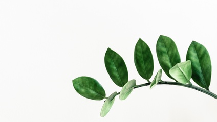 Product image for Introduction: North Palm Leadership Development - Core Value 1 of 12