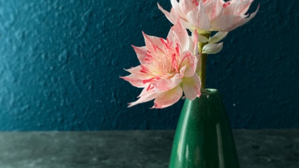Product image for Blushing Bride Protea