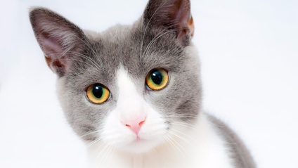 Product image for Beginners Guide to Animal Communication