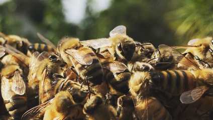 Product image for 2023 Honey Bee Biology & Behavior Course