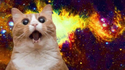 Product image for Cats Cats Cats!
