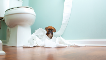 Product image for Puppy Essentials: Potty Training Workshop