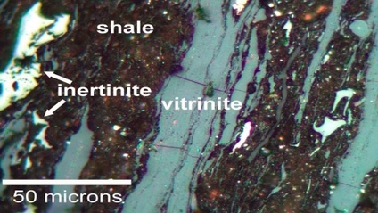Product image for Basic Petroleum Source Rock Evaluation