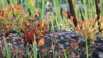 Product image for Managing your mental health post-bushfires