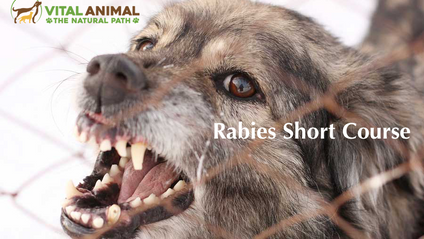 Product image for Rabies Short Course