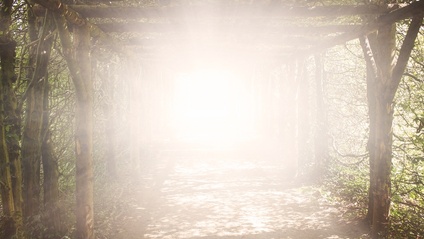 Product image for Transforming The Elements: Supporting the Mental and Emotional with Essential Oils