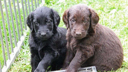 Product image for Un chiot au top!