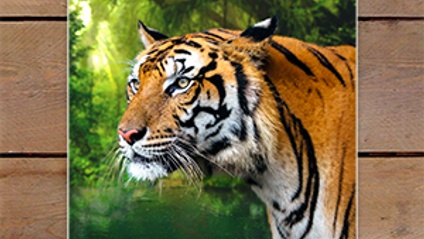 Product image for The Jungle Tiger