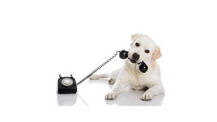 Product image for Beginner's Animal Communication