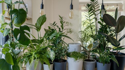 Product image for How To Care For Indoor And Tropical Plants (88min)