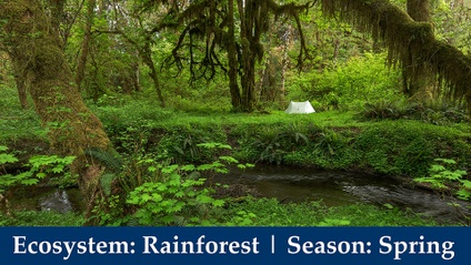 Product image for 📷⛺ Ep. 4: Wilderness Photography Expeditions | Rainforests of the Pacific Northwest