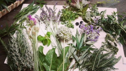 Product image for Free Introduction To Foraging and Remedies