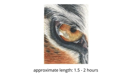 Product image for Tiger Eye in Watercolor