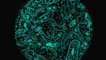 Product image for Blastocystis & Dientamoeba: Gastrointestinal Pathogens or Commensal Symbionts?
