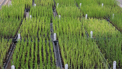 Product image for Partner Course: Master Seed Starting with Joe Lamp'l