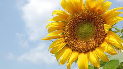 Product image for Be Your Best Self Now ~ Affirmation Meditations
