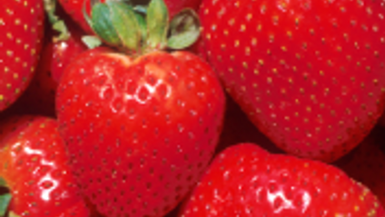 Product image for Detox Food Research: Unit 4