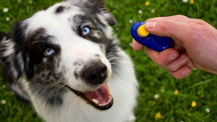 Product image for Le clicker training