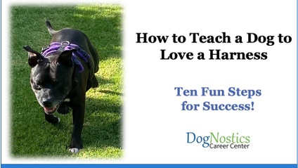 Product image for How to Train a Dog to Love a Harness